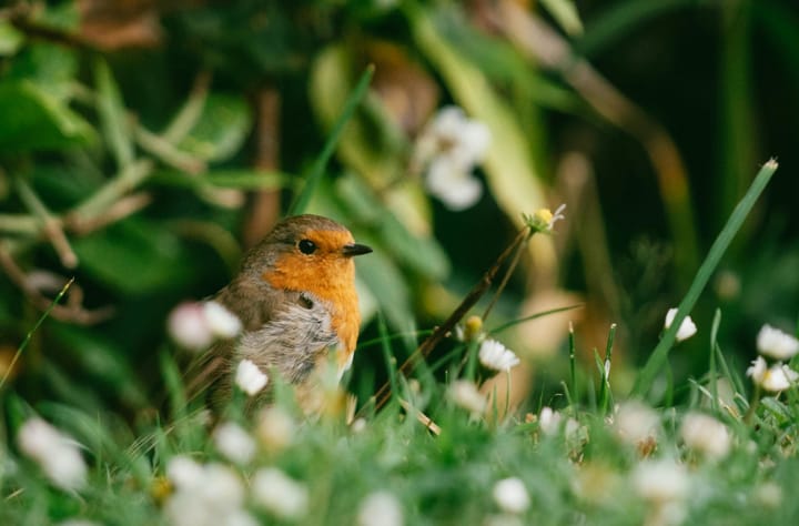Un rouge-gorge dans l'herbe